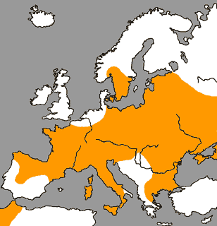 Kép