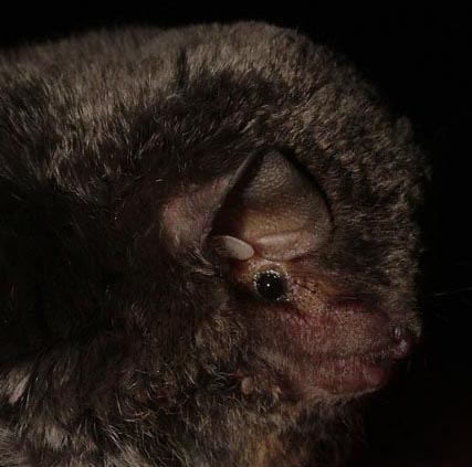 miniopterus